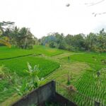 dijual Tanah Bonus Bangunan view sawah lokasi Tampak Siring Gianyar (7)