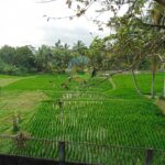 dijual Tanah Bonus Bangunan view sawah lokasi Tampak Siring Gianyar (9)