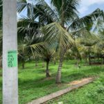 Tanah lokasi strategis lokasi Kerambitan Tabanan (1)