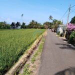 dijual Tanah view Gunung & Sawah di Jalan Batu Mejan Tabanan (2)