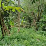 dijual Tanah View Pepohonan dan Sungai lokasi dekat Jatiluwih Penebel (1)