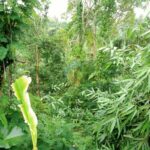dijual Tanah View Pepohonan dan Sungai lokasi dekat Jatiluwih Penebel (3)