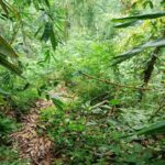 dijual Tanah View Pepohonan dan Sungai lokasi dekat Jatiluwih Penebel (5)