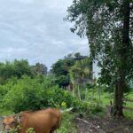 dijual Tanah di Kawasan Villa dekat Pantai Brawa Canggu (3)